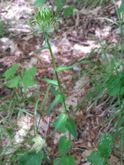 Phyteuma ovatum pseudospicatum