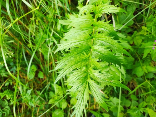Valeriana pratensis, photograph 4