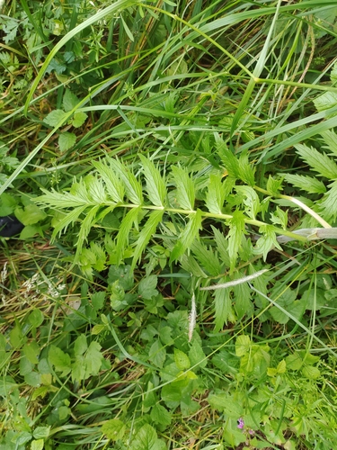Valeriana pratensis, photograph 2