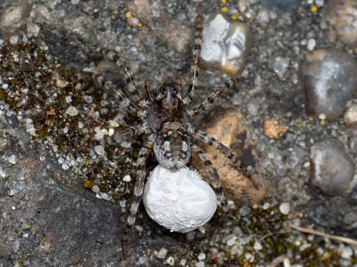 Sand Bear Spider