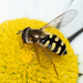 Migrant Hover Fly - Photo (c) Christian Sørensen, some rights reserved (CC BY-NC), uploaded by Christian Sørensen