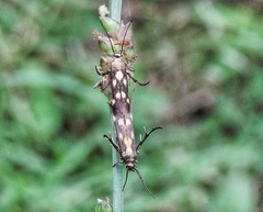 Eretmocera impactella