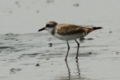Charadrius leschenaultii leschenaultii