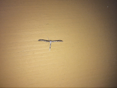 Hellinsia inquinatus