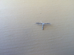 Hellinsia inquinatus