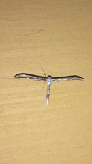 Hellinsia inquinatus