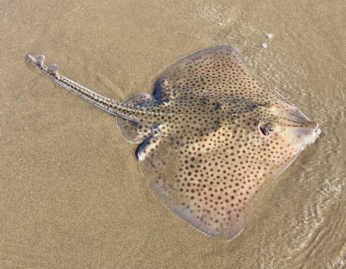 Spotted ray (Raja montagui) — Rajidae