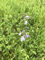 Nuttallanthus texanus