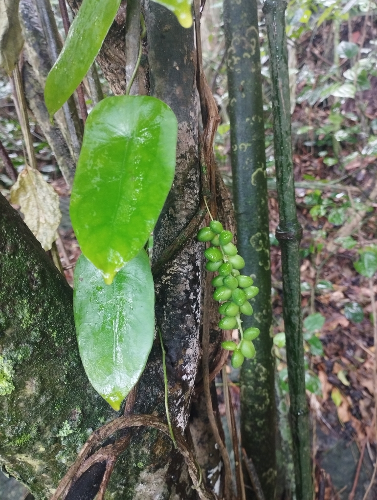 Disciphania hernandia