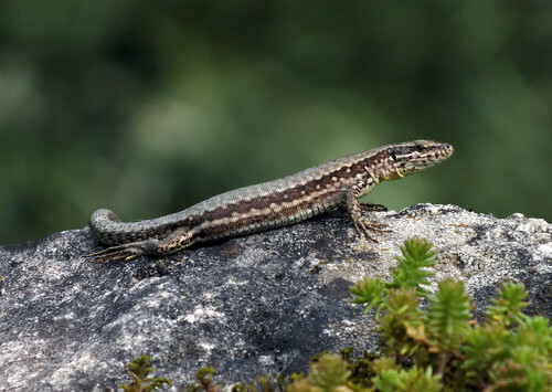 Common Wall Lizard, photo 2 of 7