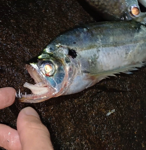 Dogtooth characin (Cynodon meionactis) — Cynodontidae