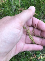 Rumex acetosella