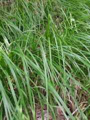 Sesleria autumnalis