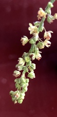 Rumex acetosella