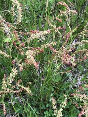 Rumex acetosella