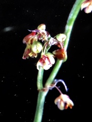 Rumex acetosella