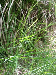 Poa nemoralis