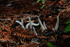 Clavaria fragilis vermicularis