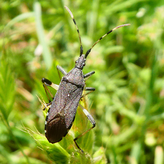 Dicranocephalus albipes