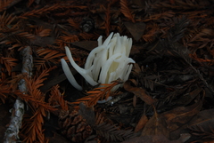 Clavaria fragilis vermicularis