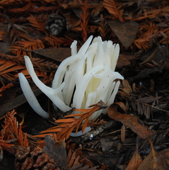 Clavaria fragilis vermicularis