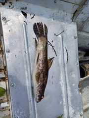 Giant Wolf Fish photo 5