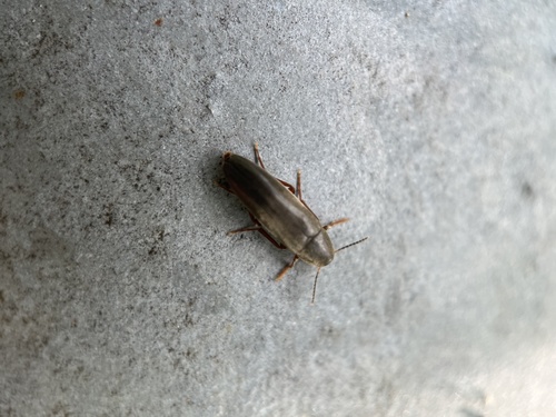 Phloiotrya rufipes