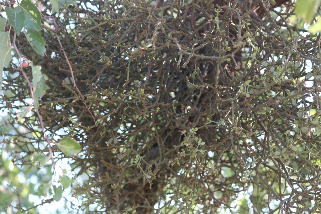 Redberry Mistletoe from Dr Kenneth Kaunda District Municipality, South ...