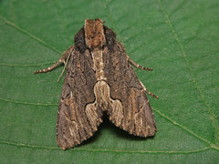 Dypterygia scabriuscula