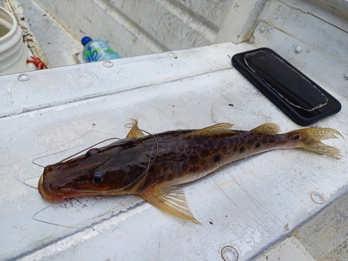 Patrijspoort-spaanmeerval (Hemisorubim platyrhynchos) — Pimelodidae — 4