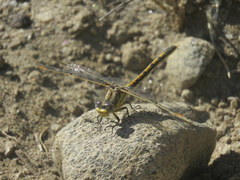 Progomphus joergenseni