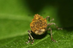 Parethelcus pollinarius
