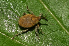 Parethelcus pollinarius