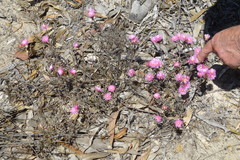 Lampranthus tenuifolius