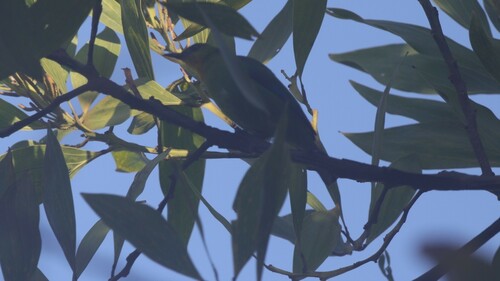 Yellow-throated Leafbird (Chloropsis palawanensis), photo 5