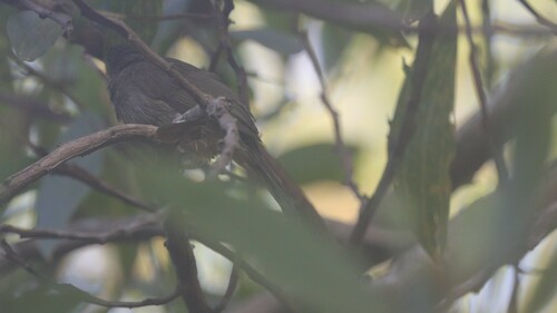 Yellow-throated Leafbird (Chloropsis palawanensis), photo 7