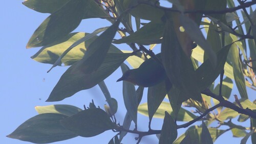Yellow-throated Leafbird (Chloropsis palawanensis), photo 9