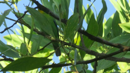 Yellow-throated Leafbird (Chloropsis palawanensis), photo 10