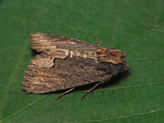 Dypterygia scabriuscula