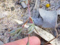 Lampranthus tenuifolius