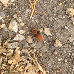 Sphaeropthalma unicolor