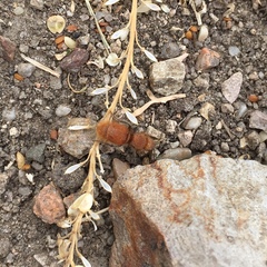 Sphaeropthalma unicolor