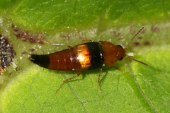 Tachyporus obtusus