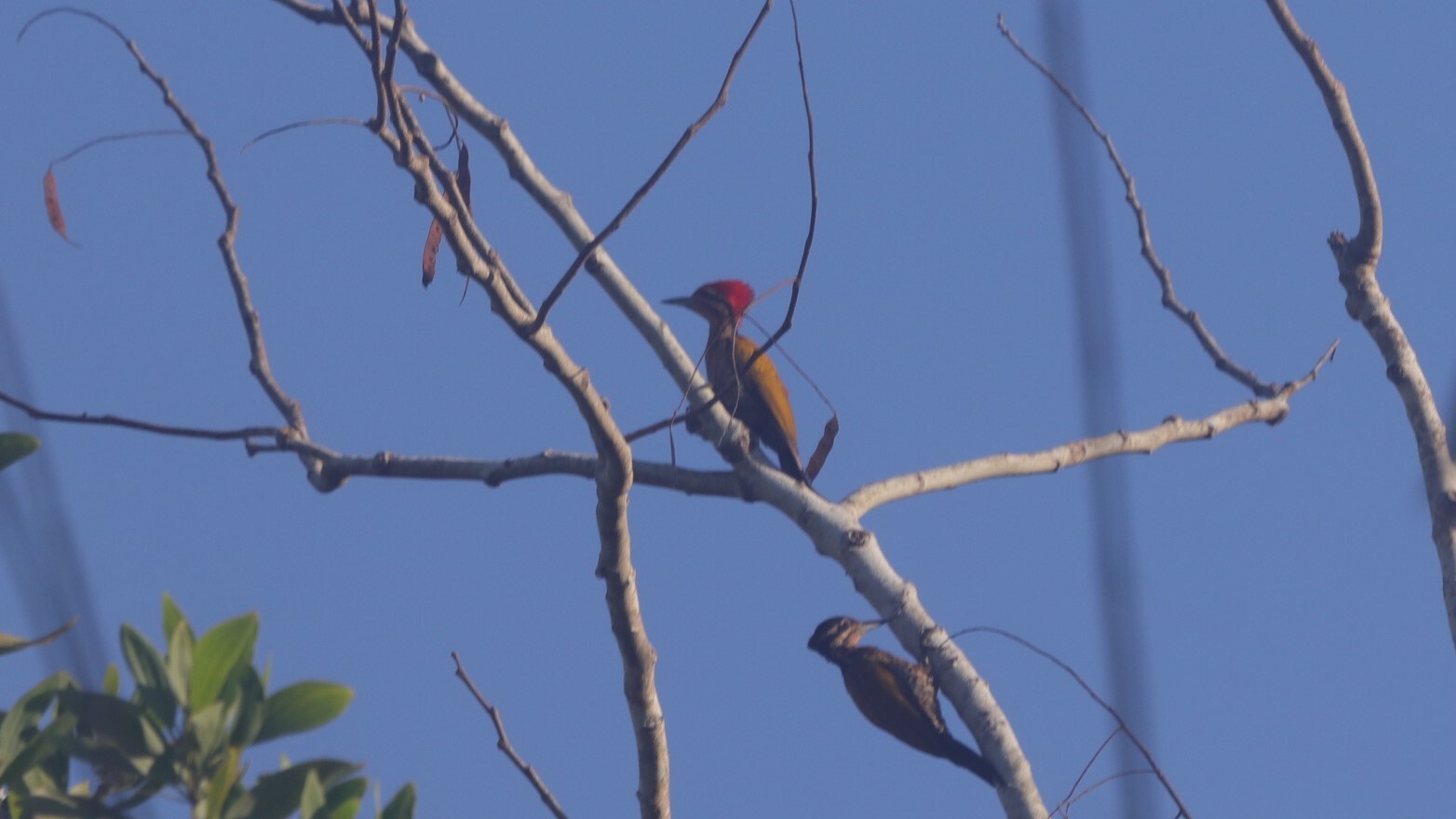 Spot-throated Flameback (Dinopium everetti), photo 8