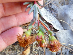 Lampranthus tenuifolius