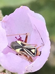Closterocoris amoenus