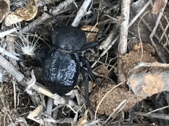 Microschatia inaequalis