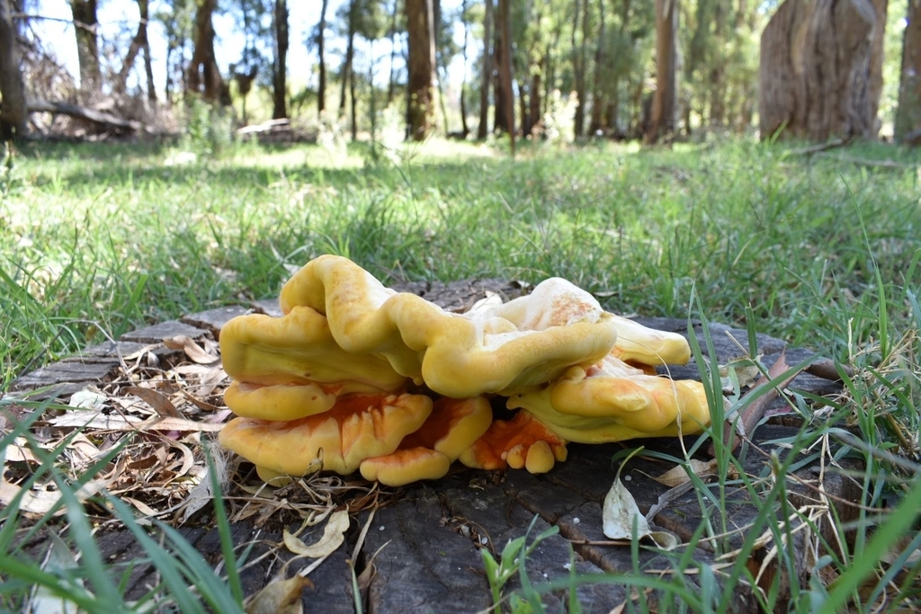 Laetiporus sulphureus · February 2019 · photo: © martnjosferreyra (iNaturalist, cc-by)