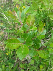 Salix apennina
