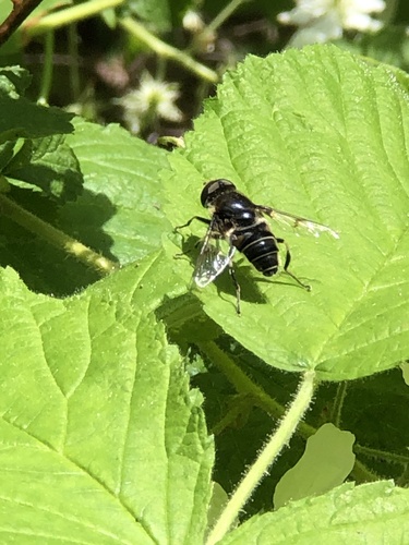 Blue-polished Drone Fly photo 3